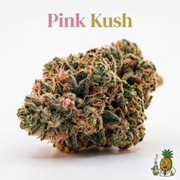 Pink Kush cannabis strain