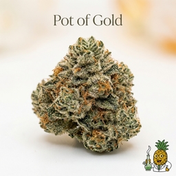 Pot of Gold cannabis strain