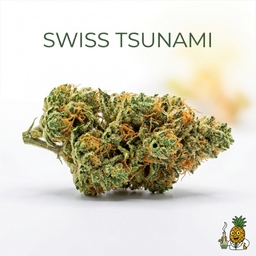 Swiss Tsunami cannabis strain