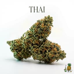 Thai cannabis strain