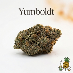 Yumboldt cannabis strain
